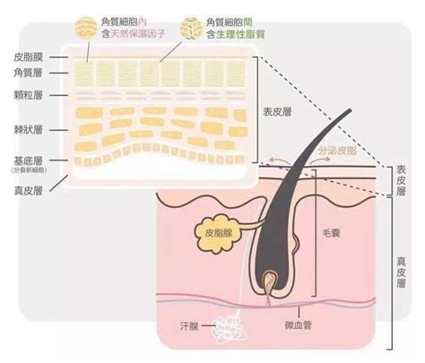 奶頭上長毛|乳头毛